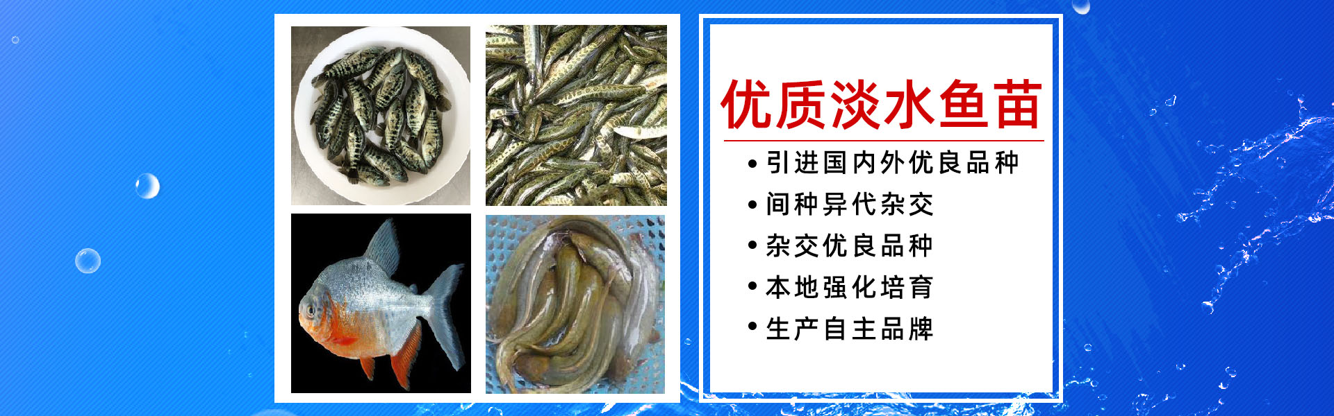 博罗县湖镇特种鱼苗繁殖场