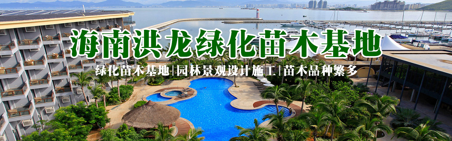 海南园林绿化苗木