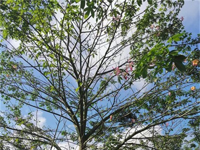 海南大腹木棉哪里批发？树形好成活率高吗？