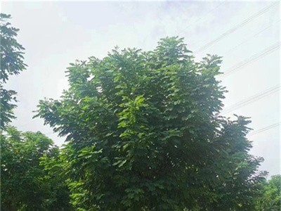 海南黄槐苗木去哪里批发？作为行道