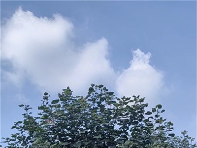海南黄槿，哪里货源稳定充足？