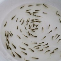 江苏鱼苗产地供应 淡水鱼苗养殖注意事项