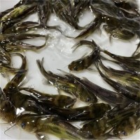 南京鱼苗养殖基地 淡水鱼苗投放管理要点