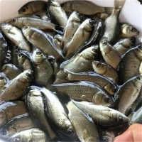 江苏垂钓鲫鱼培育 垂钓用鲫鱼苗挑选方法