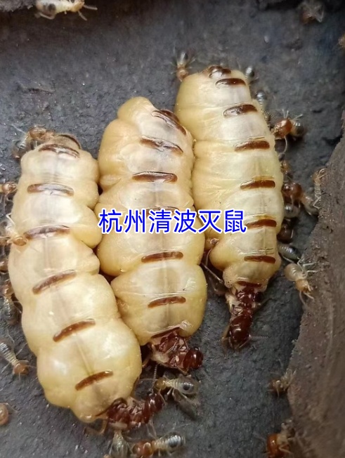 文章插图