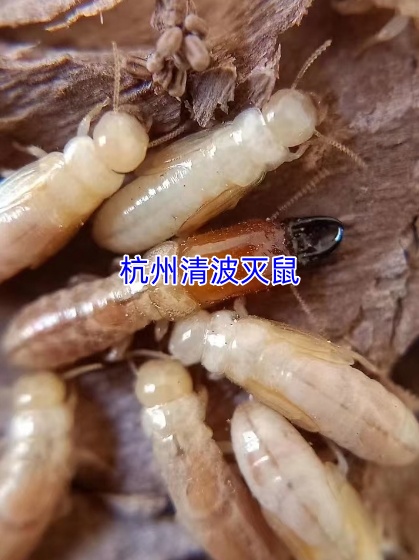 文章插图